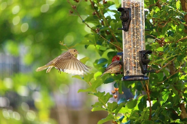 bird feeder