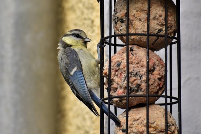 blue tit in london garden