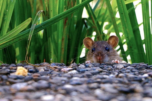 rodent in london garden in summer