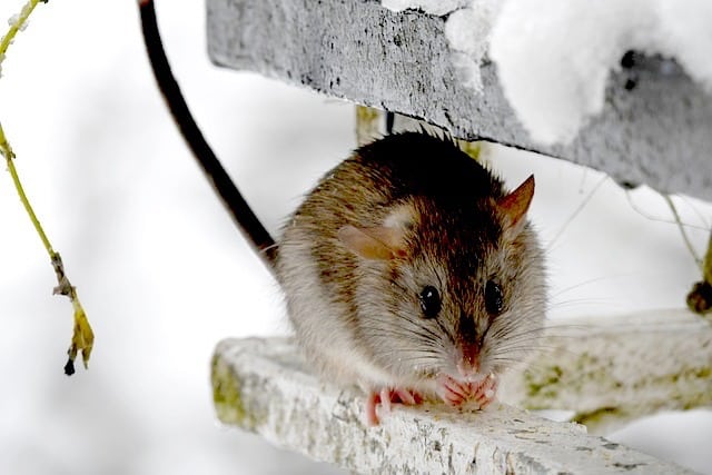 mouse active in winter