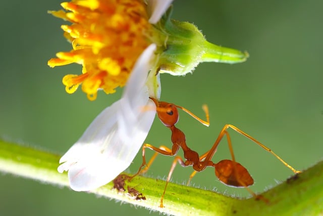 ant eating food