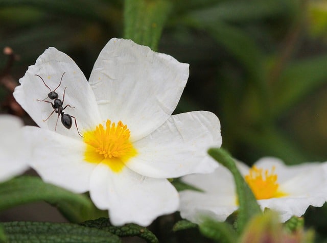 ant spring brings pests