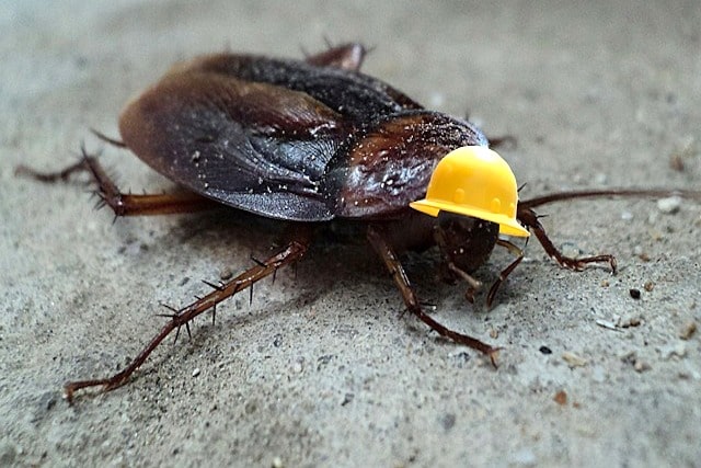 cockroach with hard hat