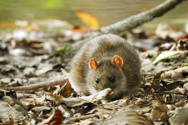 rat near water