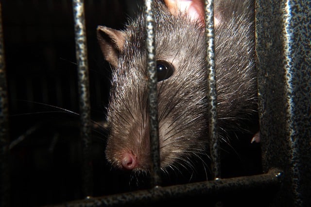 rat pressed against bars