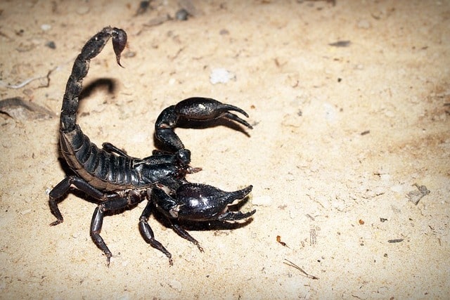 scorpion