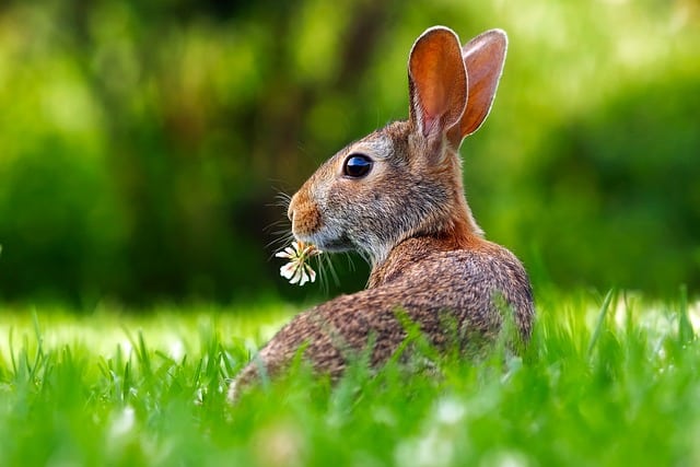 hare protected by think wildlife