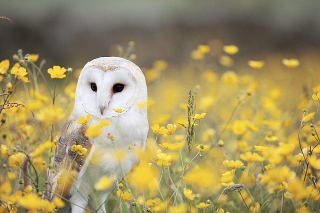 owl in london suburbs