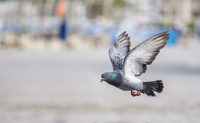 pigeon in london street