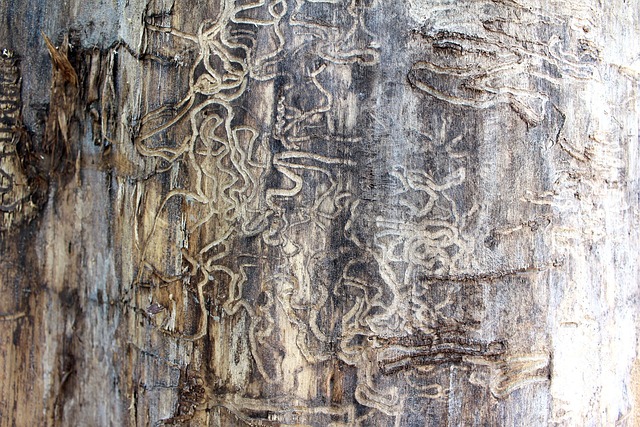 termite damage to wood