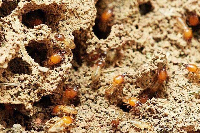 termites in devon