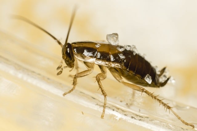 cockroach shedding skin