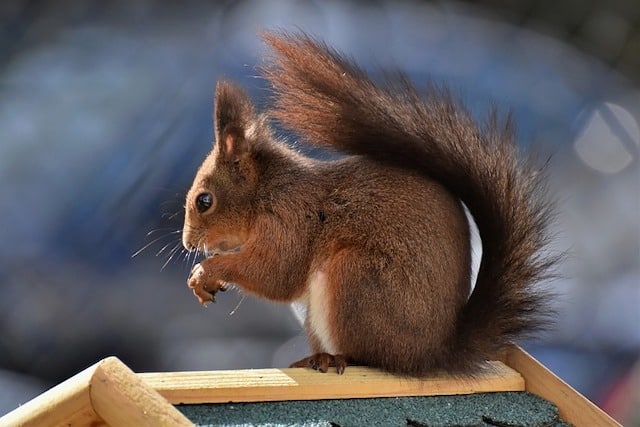 difference between squirrels