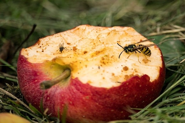 wasp control london