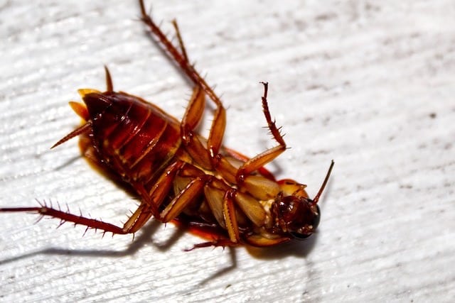 dead cockroach