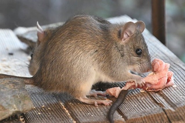 mouse eating