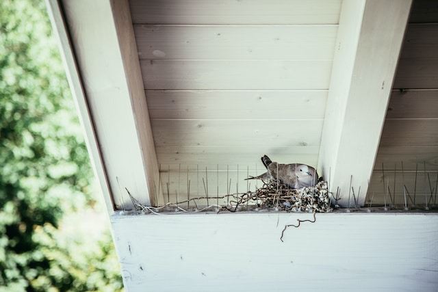 pigeon nesting on bird spikes