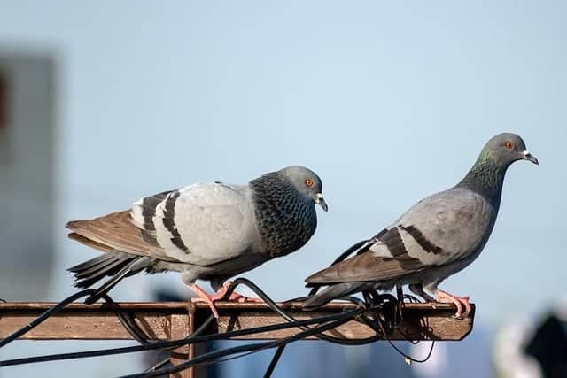pigeon on london roof