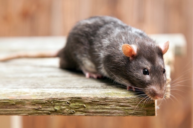 rat in london house