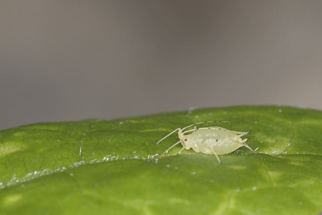 aphid on houseplant