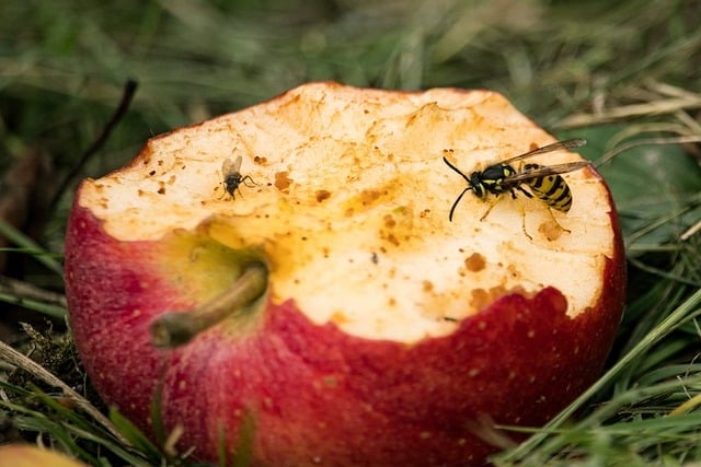 wasps on fruit