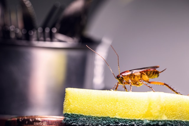 cockroach in kitchen
