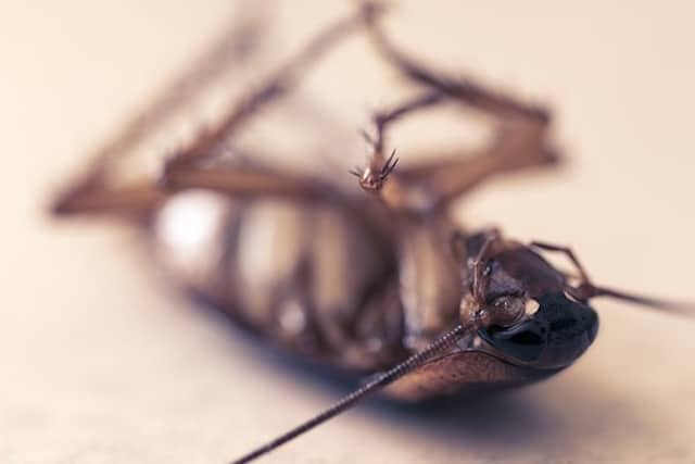 dead insect