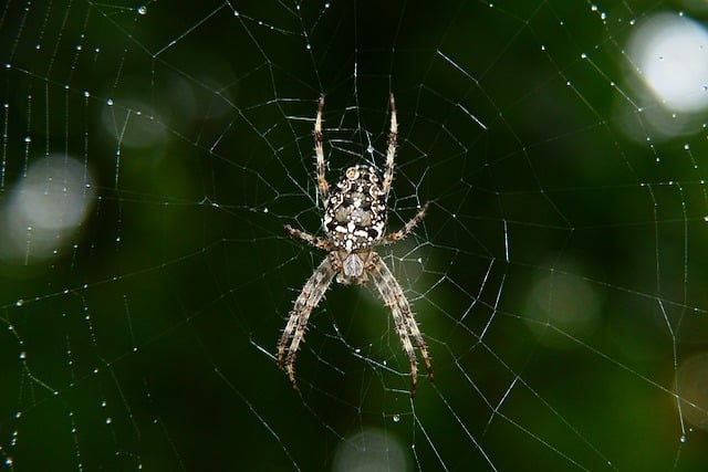spider in shed