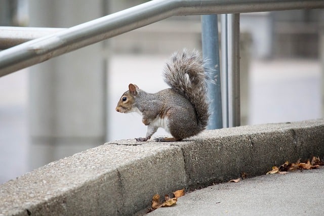 squirrel on roof