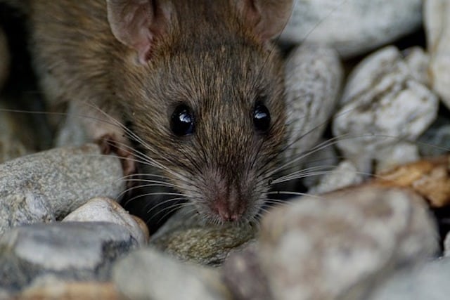 mice climb to get food