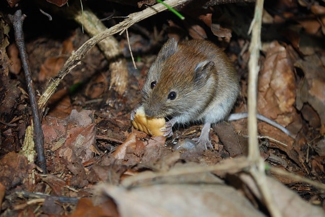 mouse in london house