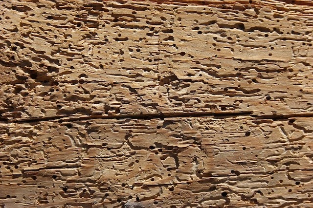 woodworm damage