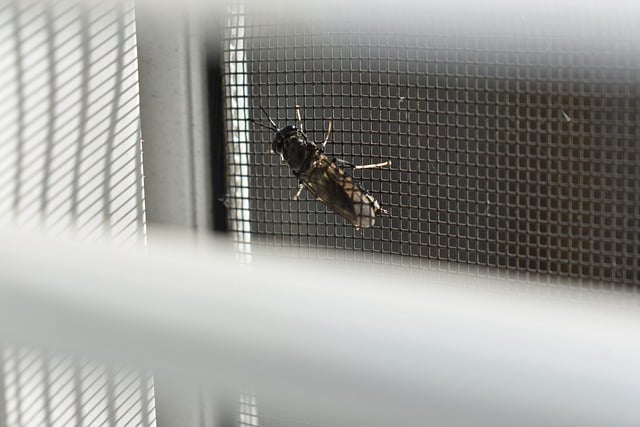 insects in warm london home