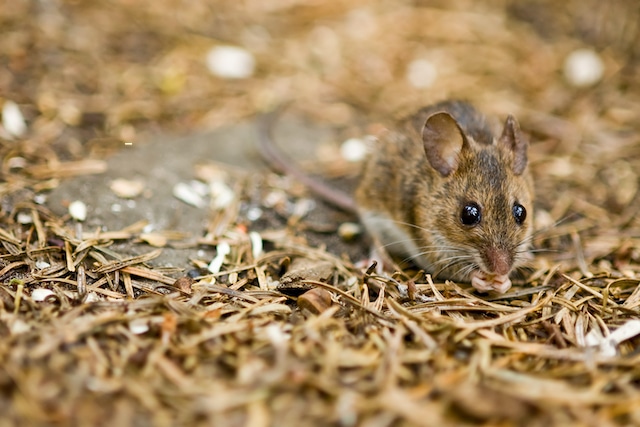 a mouse on the forest floor
