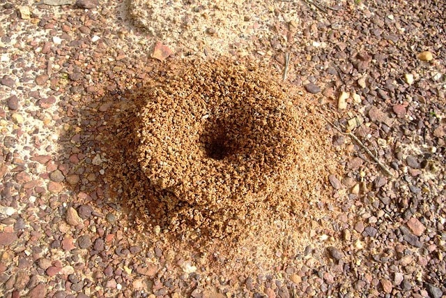 ant hill in london garden
