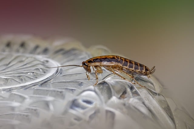 cockroach odour in london house