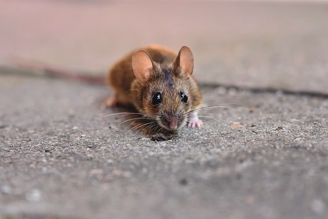 mice leave a smell