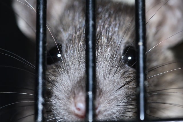 recurring rats