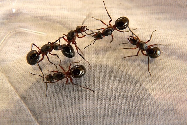 stop ants getting in