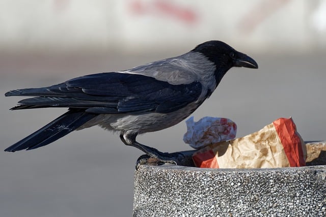 crow on bin in london