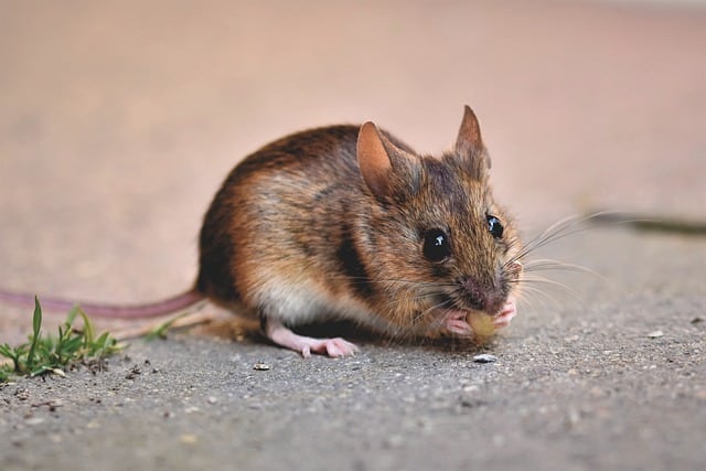 mice get in the house