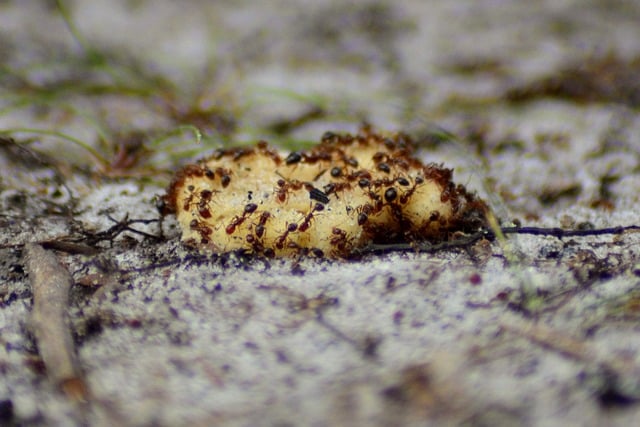 ants on piece of food