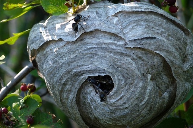 wasp nest removal