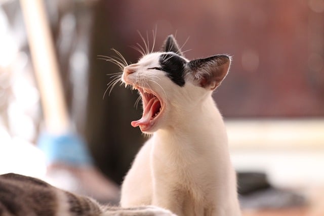 cat in london