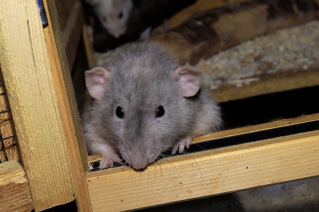rat in house