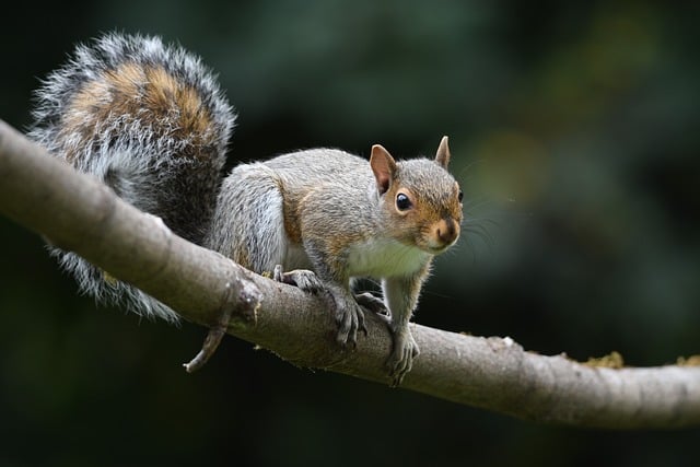 sqirrel on tree