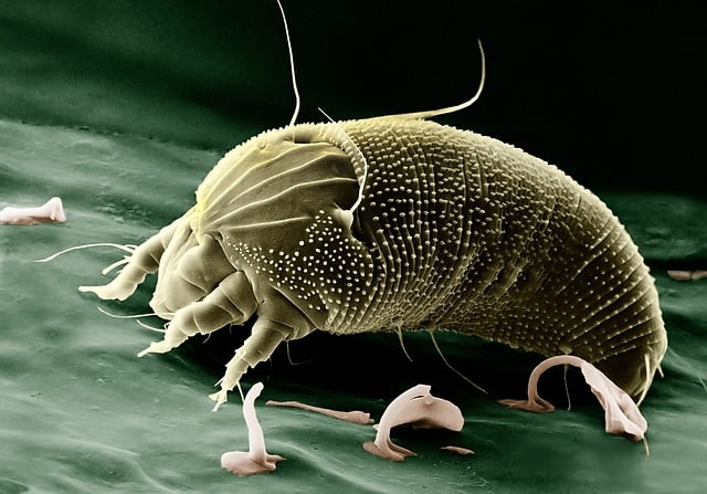dust mite