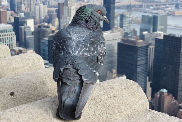 pigeon on london building