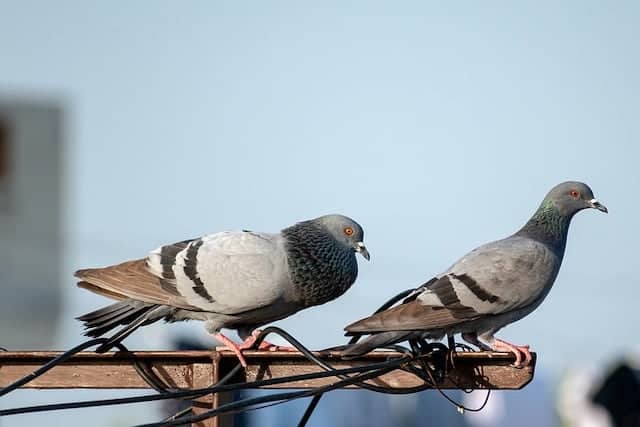 pigeons on roof