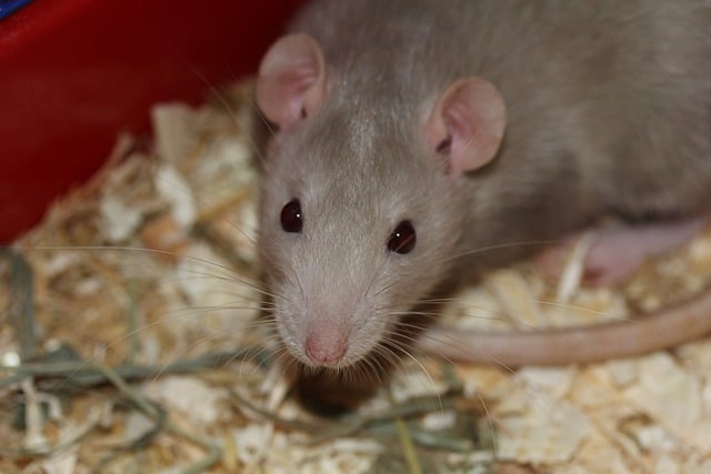 rat in london home